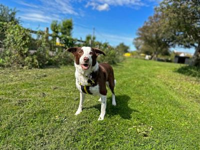 Billy | Collie (Border) Cross | Shoreham (Sussex) - 5