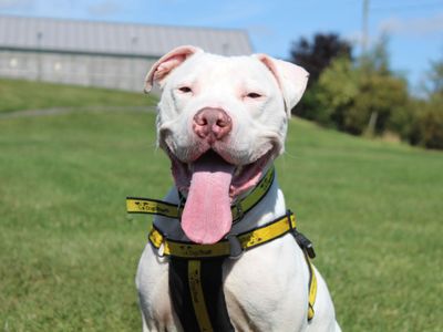 Spot | American Bulldog | Darlington - 5