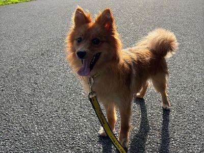 Tinkerbell | Pomeranian | Manchester - 1