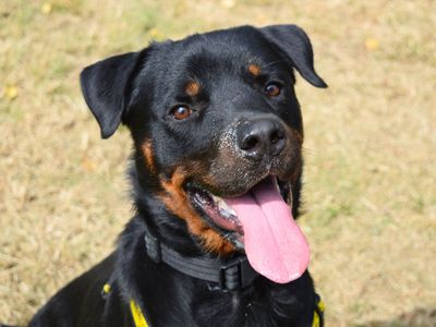 Vernon | Rottweiler | Harefield West London - 3