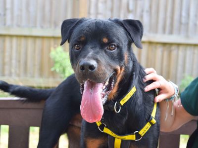 Vernon | Rottweiler | Harefield West London - 1