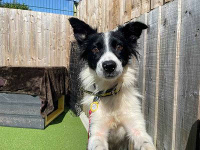 Florrie | Collie (Border) | Darlington - 3