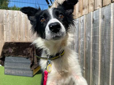 Florrie | Collie (Border) | Darlington - 2