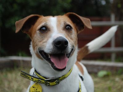 Junior | Terrier (Jack Russell) | Newbury (Berkshire) - 3