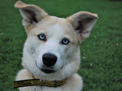 Skye | Siberian Husky Cross | Newbury (Berkshire) - 3