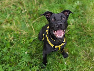 Bonnie | Terrier (Staffordshire Bull) Cross | Bridgend (Wales) - 1