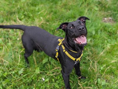 Bonnie | Terrier (Staffordshire Bull) Cross | Bridgend (Wales) - 3