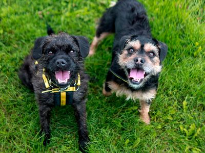 Bluey | French Bulldog Cross | Shoreham (Sussex) - 3