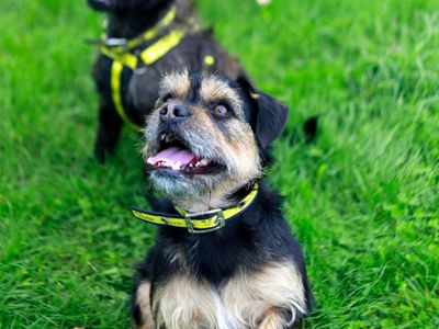 Bluey | French Bulldog Cross | Shoreham (Sussex) - 5