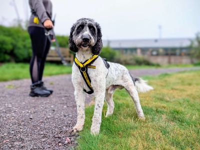 Milo | Poodle (Standard) Cross | Cardiff - 5