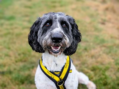 Milo | Poodle (Standard) Cross | Cardiff - 3