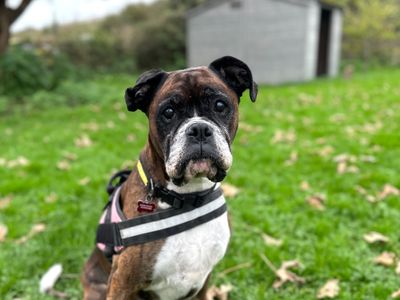 Coco | Boxer | Shoreham (Sussex) - 2