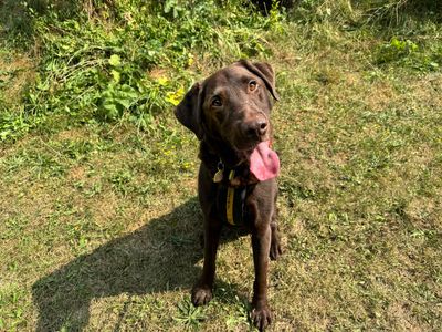 Suede | Retriever (Labrador) | Snetterton (Norfolk) - 3