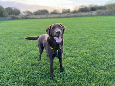 Suede | Retriever (Labrador) | Snetterton (Norfolk) - 2