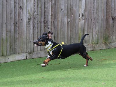 Lucky | Dachshund (Smooth Haired) Cross | Glasgow - 2