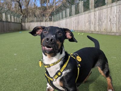 Lucky | Dachshund (Smooth Haired) Cross | Glasgow - 3