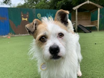 Polo | Terrier (Jack Russell) | Ilfracombe - 2