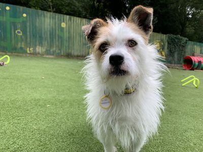 Polo | Terrier (Jack Russell) | Ilfracombe - 3