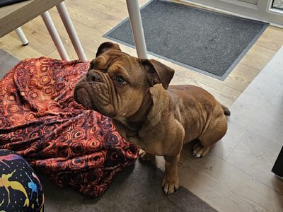 Wilma | Bulldog | Loughborough - 2