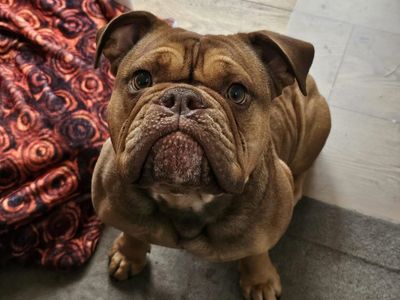 Wilma | Bulldog | Loughborough - 3