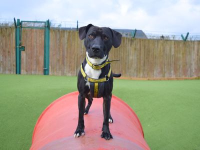 George | Terrier (Staffordshire Bull) | Harefield West London - 1