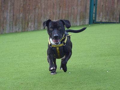 George | Terrier (Staffordshire Bull) | Harefield West London - 3