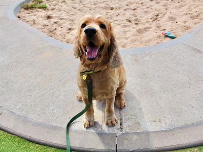 Chester | Spaniel (Cocker) | Evesham (Worcestershire) - 3