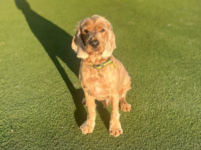 Chester | Spaniel (Cocker) | Evesham (Worcestershire) - 5