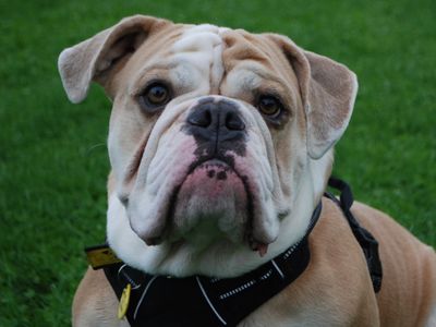 Winston | Bulldog | Newbury (Berkshire) - 3