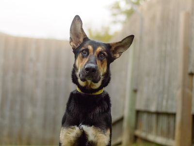 Bruce | German Shepherd Dog | Kenilworth (West Midlands) - 3