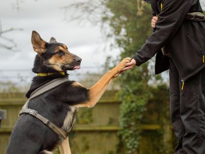 Bruce | German Shepherd Dog | Kenilworth (West Midlands) - 5