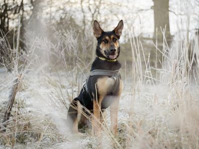 Bruce | German Shepherd Dog | Kenilworth (West Midlands) - 3