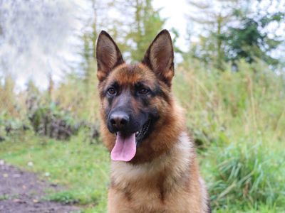 Sky | German Shepherd Dog | Darlington - 3