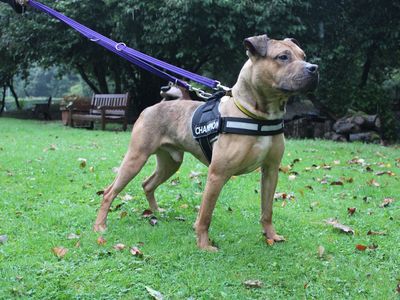 Scrappy | Terrier (Staffordshire Bull) Cross | Merseyside (Liverpool) - 3