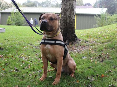 Scrappy | Terrier (Staffordshire Bull) Cross | Merseyside (Liverpool) - 2