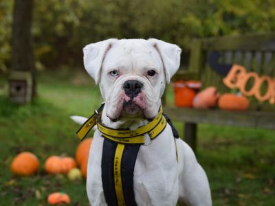 Posie | Boxer | Basildon (Essex) - 1