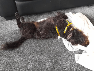 Jack | Poodle (Miniature) Cross | West Calder (Edinburgh) - 3