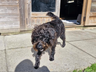 Jack | Poodle (Miniature) Cross | West Calder (Edinburgh) - 5