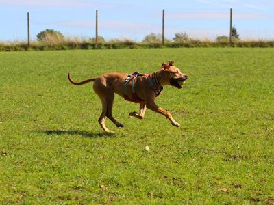 Rosie | Terrier (Staffordshire Bull) Cross | Manchester - 5