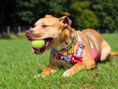 Rosie | Terrier (Staffordshire Bull) Cross | Manchester - 3