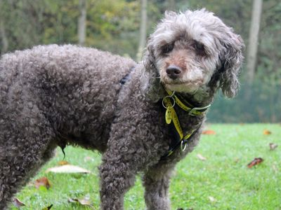 Noodles | Poodle | Merseyside (Liverpool) - 2