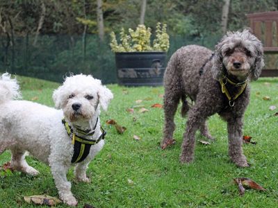 Noodles | Poodle | Merseyside (Liverpool) - 3