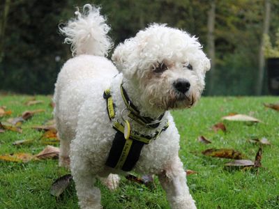 Princess | Bichon Frise | Merseyside (Liverpool) - 2