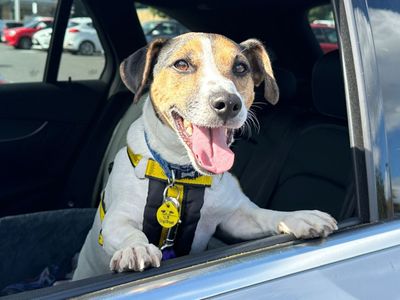 Rocky | Terrier (Jack Russell) | Harefield West London - 2