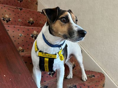 Rocky | Terrier (Jack Russell) | Harefield West London - 3