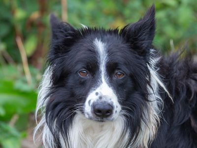 Goose | Collie (Border) | Loughborough - 3