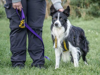 Goose | Collie (Border) | Loughborough - 5