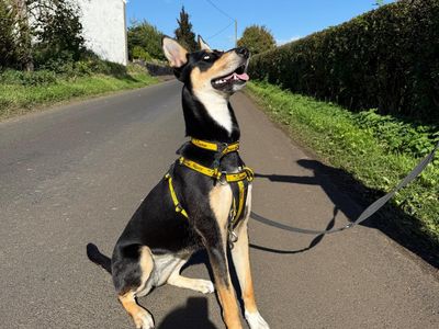 Roxie | Dobermann Cross | Ballymena (Northern Ireland) - 3