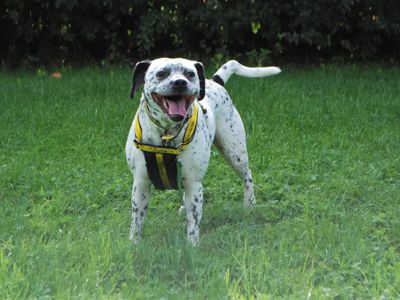 Luna | Dalmatian Cross | Newbury (Berkshire) - 3