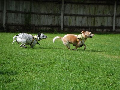 Luna | Dalmatian Cross | Newbury (Berkshire) - 5